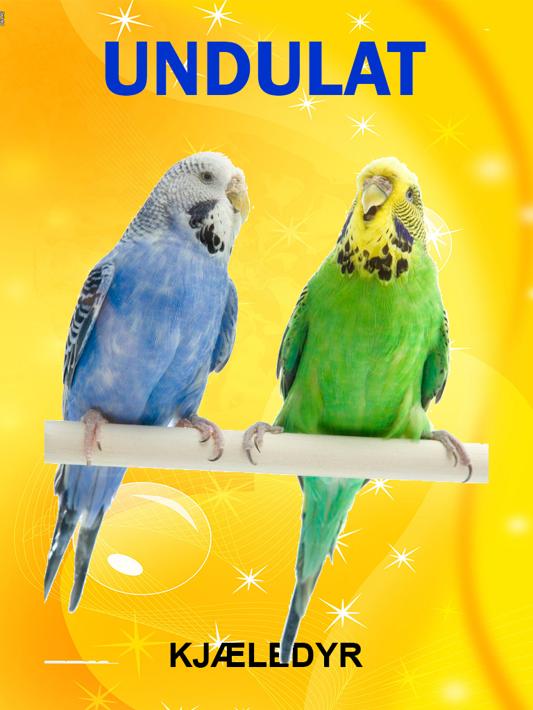 Undulat